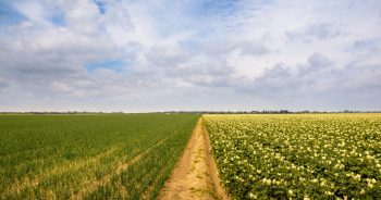How to Invest in Farmland